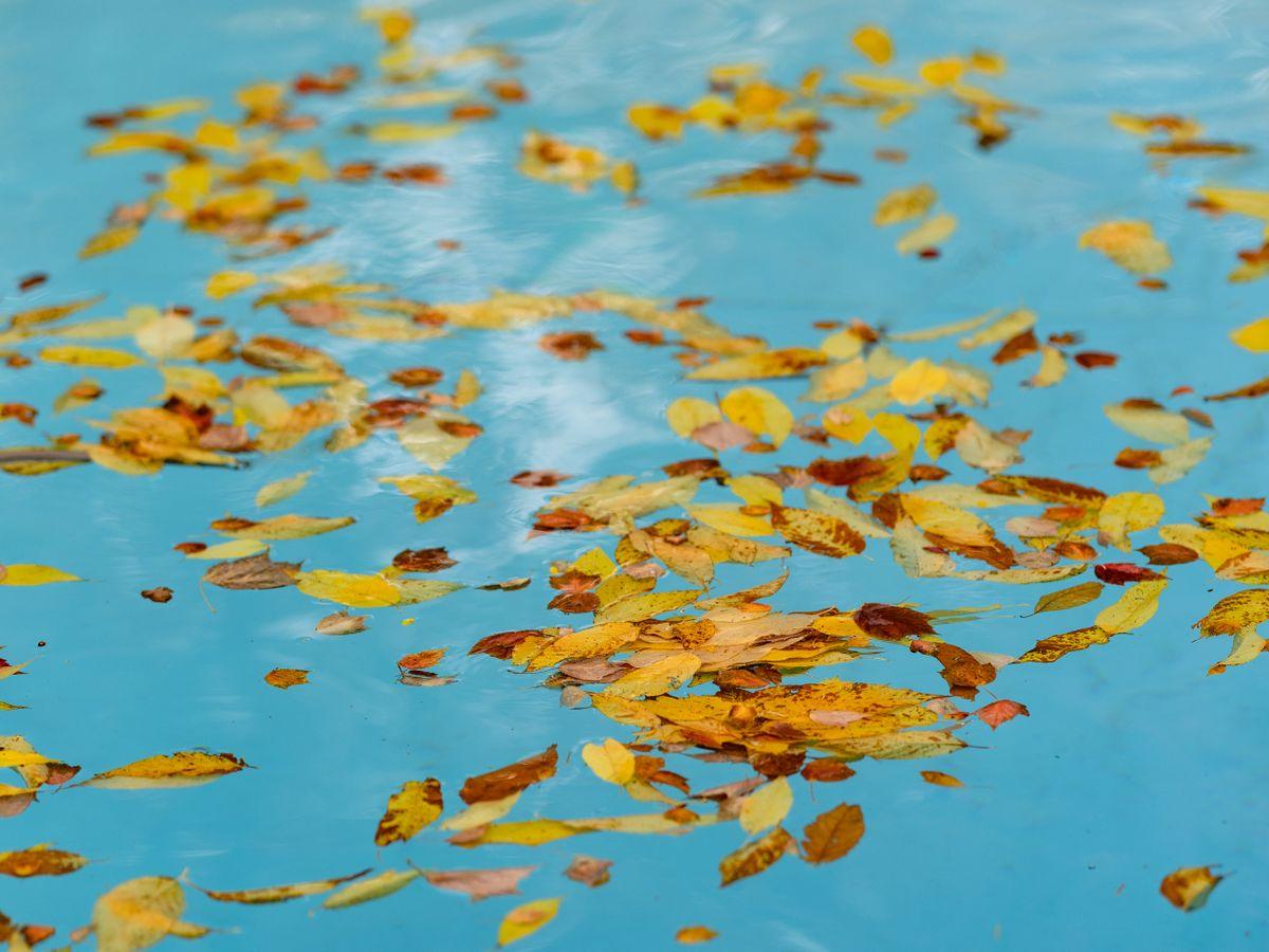 Feuilles d'automne à la surface d'une piscine avant hivernage